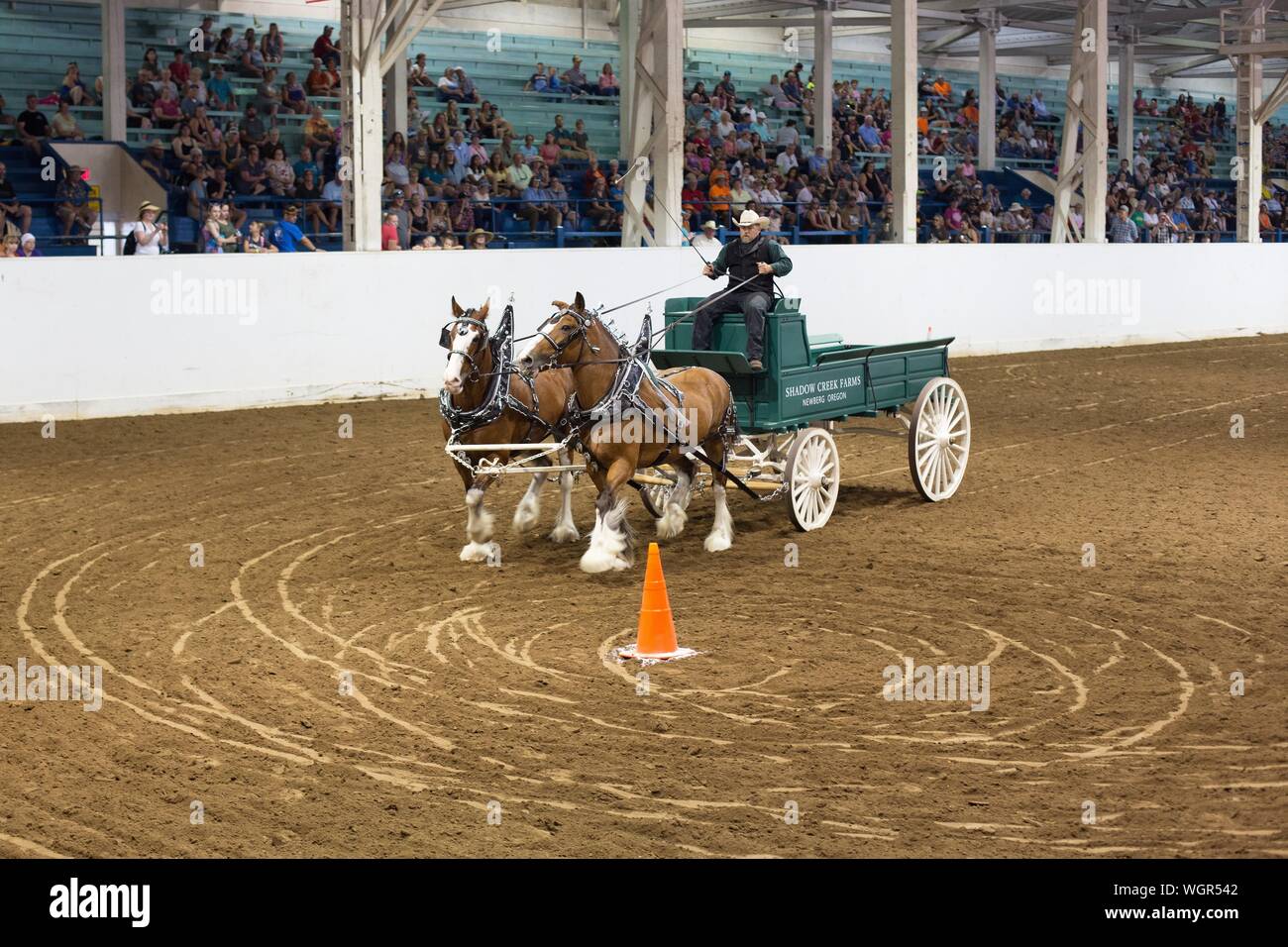 A competitor in the draft horse open team driving competition, at the