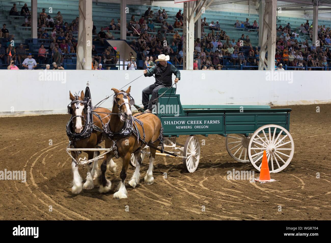 A competitor in the draft horse open team driving competition, at the