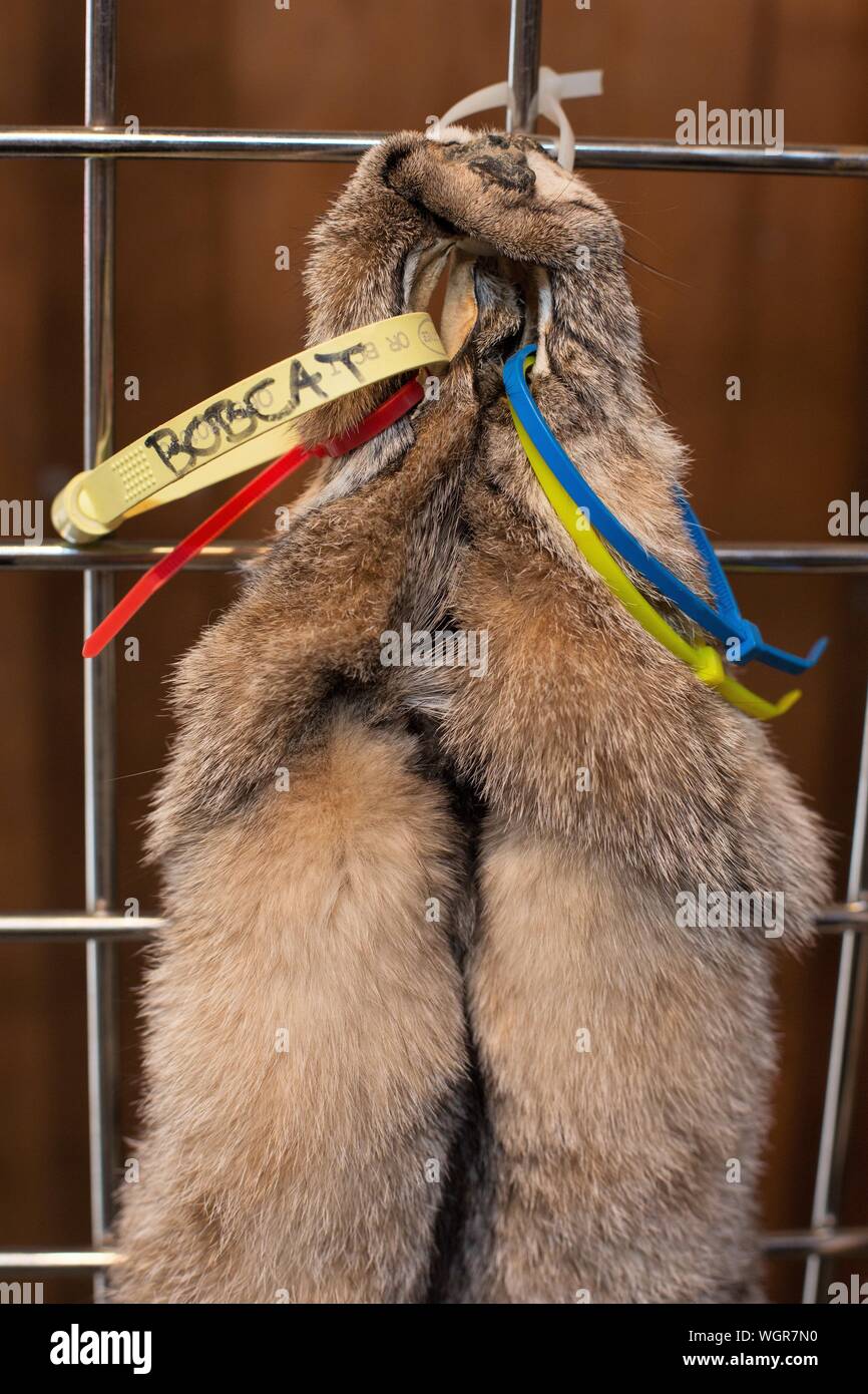 The skin of a bobcat with a tag labeled "Bobcat", on display at the