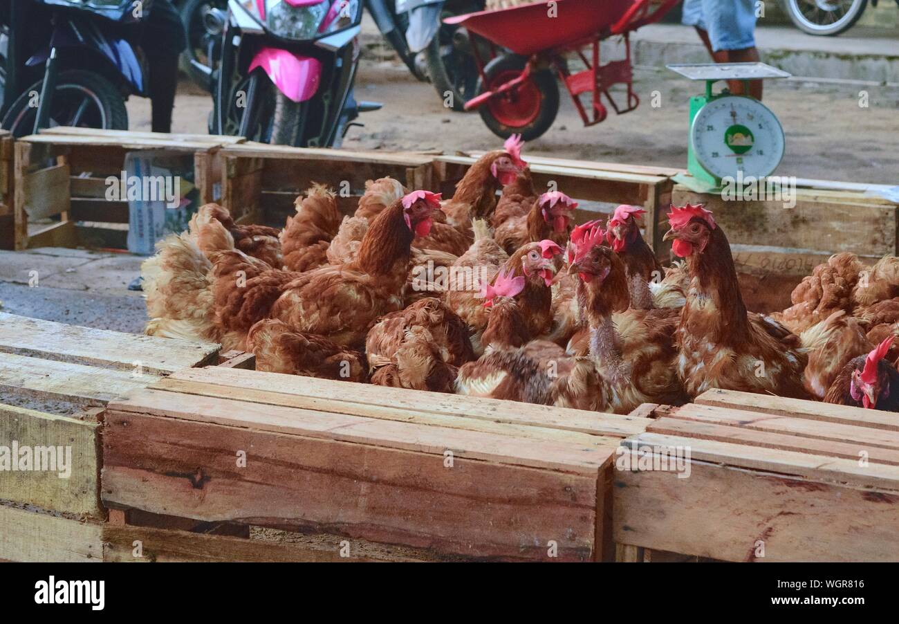 Farmer's market. Sale of live birds. Roosters and hens in a cage. Sale ...