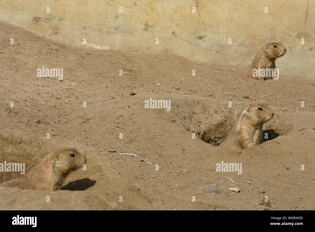 Prairie Dogs In Burrows Stock Photo Alamy