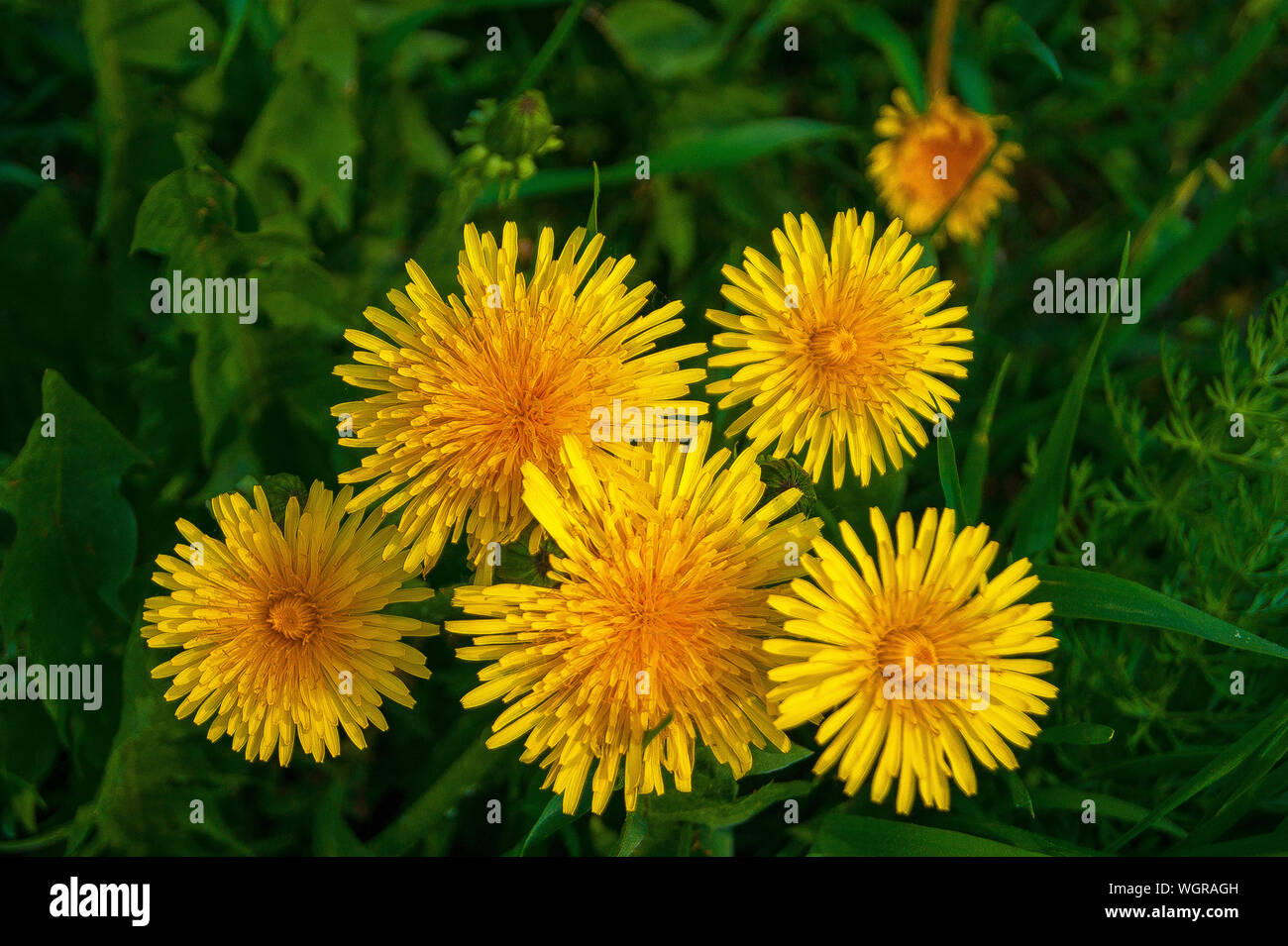 Summer. Heat. Macro shooting. Bright yellow dandelions in rich green grass. Visible every stamen and every petal Stock Photo