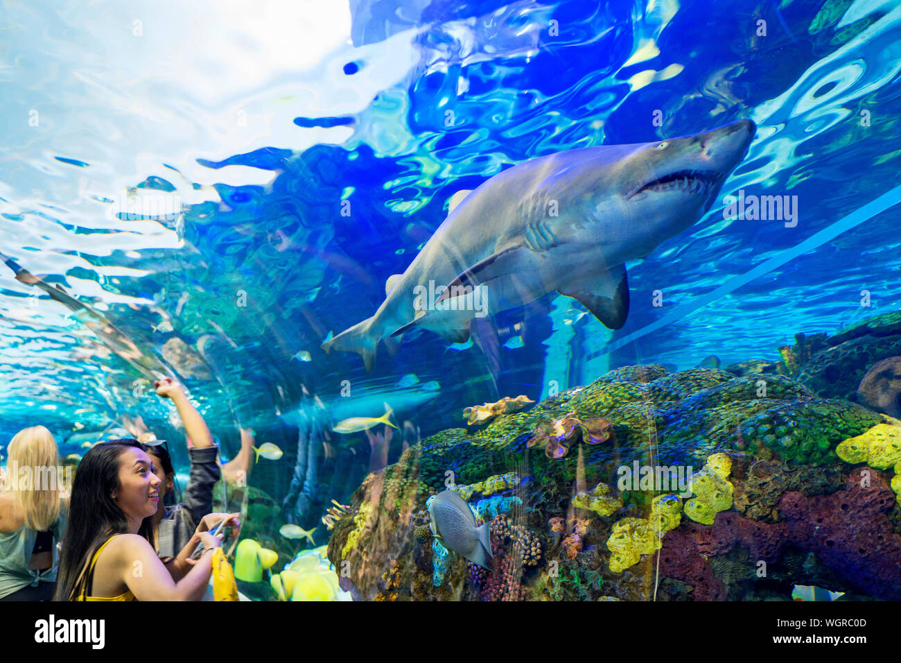 Ripley's Aquarium of Canada, People viewing sharks and other sea life at a public aquarium in Toronto, Tourists viewing marine animals Stock Photo