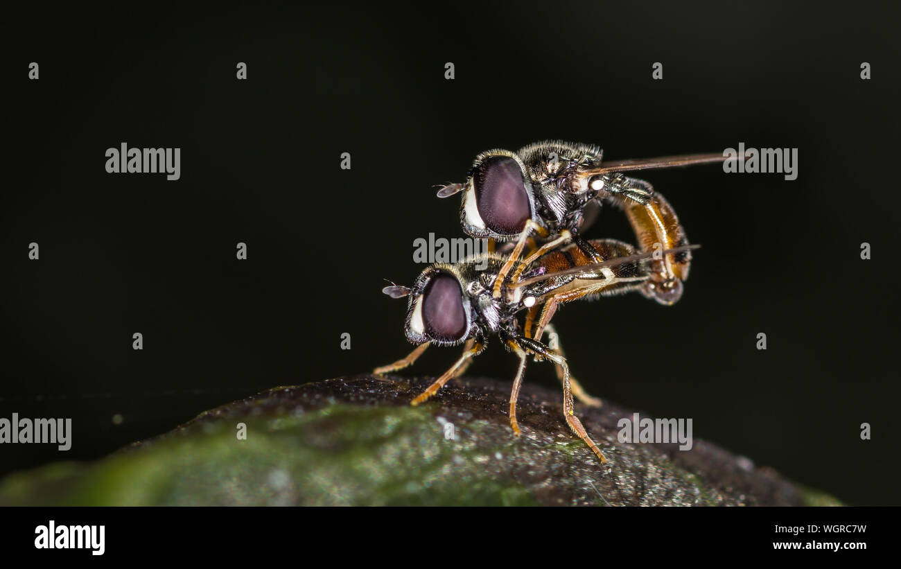 Close-up Of Hoverflies Mating On Plant Stock Photo