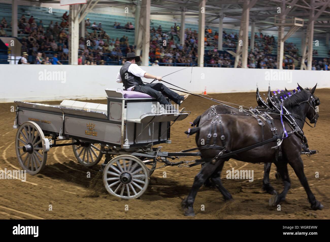 A competitor in the draft horse open team driving competition, at the