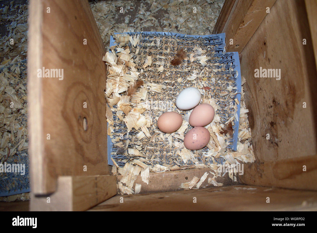 Chicken eggs in a nest Stock Photo - Alamy