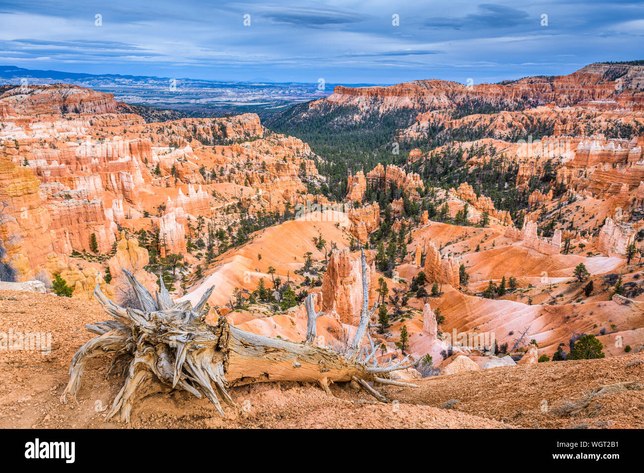 Bryce Canyon National Park, Utah, USA with a tree on the rim. Stock Photo