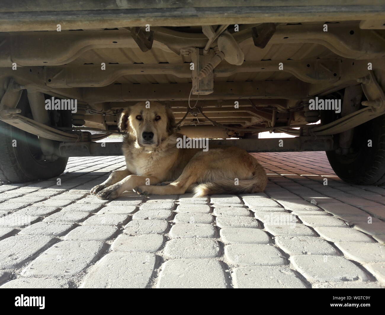 Dog under car hires stock photography and images Alamy