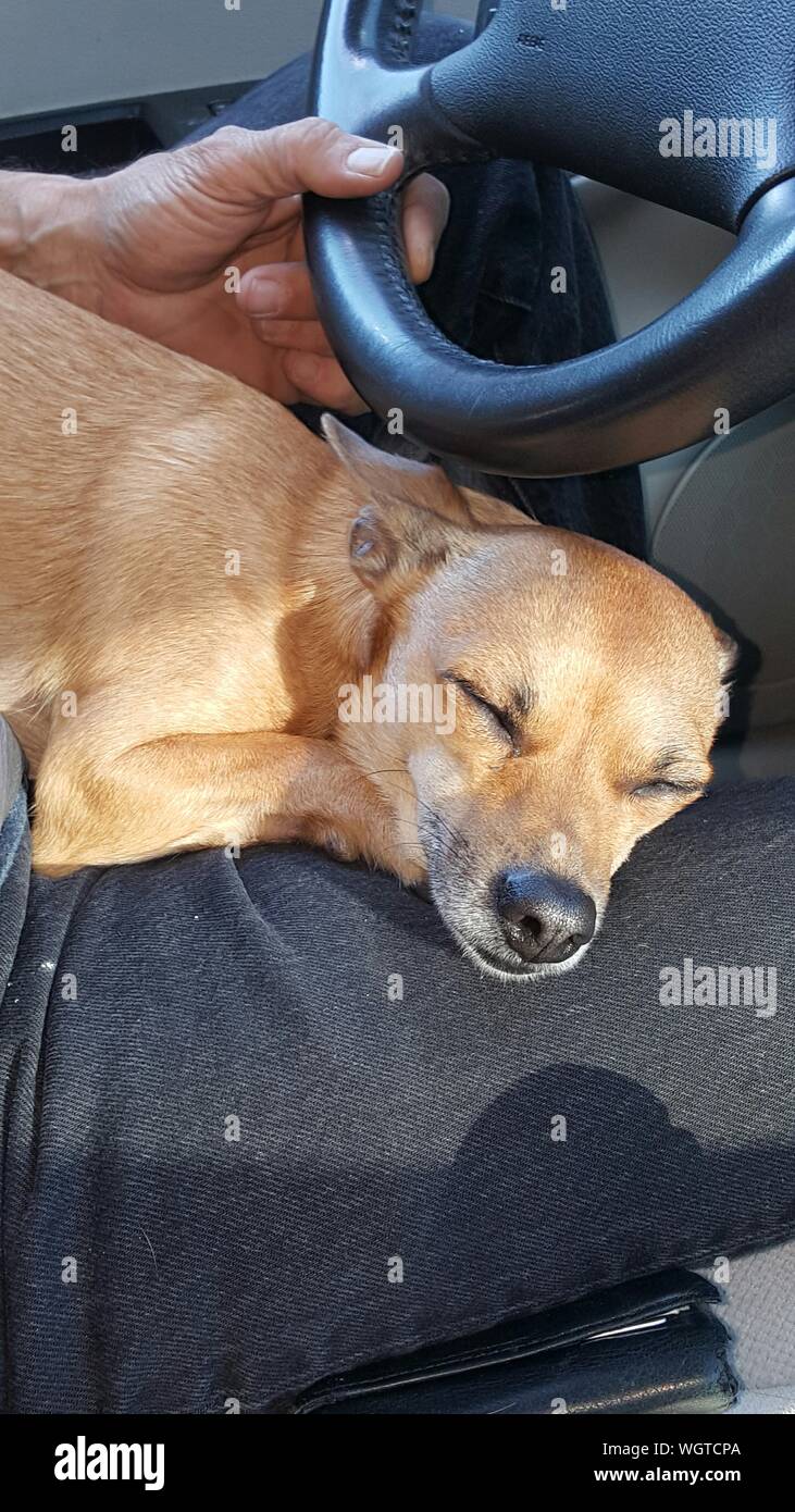 Man With Dog On His Lap Stock Photos Man With Dog On His Lap
