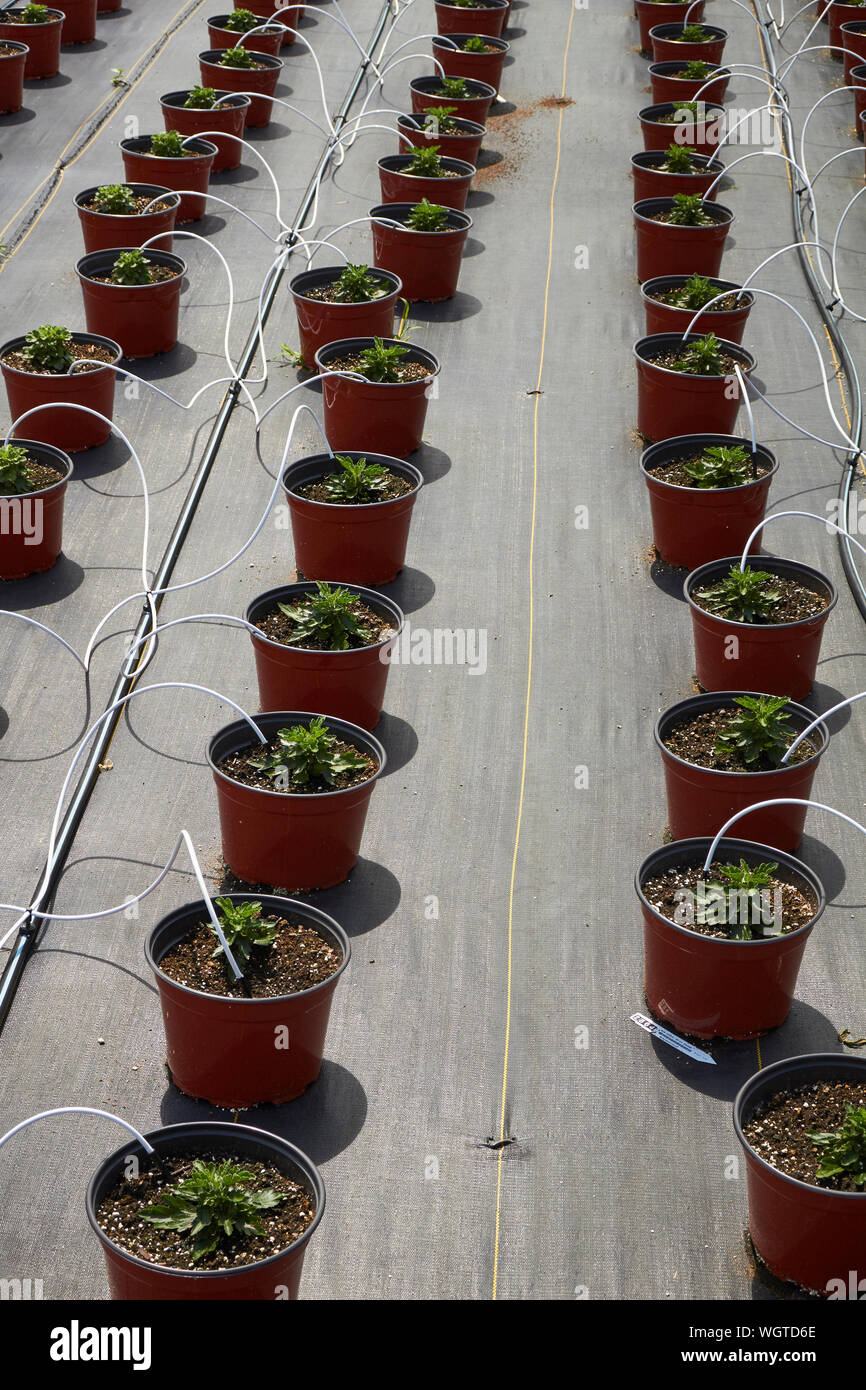 house plants being cultivated outdoors using irrigation, Lancaster