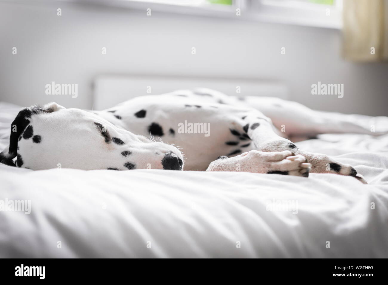 Dalmatian Dog Resting On Bed At Home Stock Photo Alamy