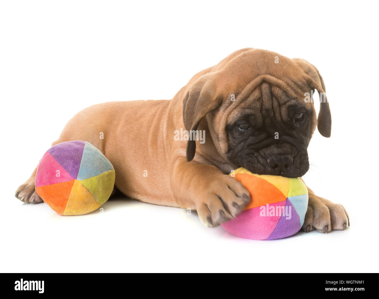 Dog biting ball hires stock photography and images Alamy