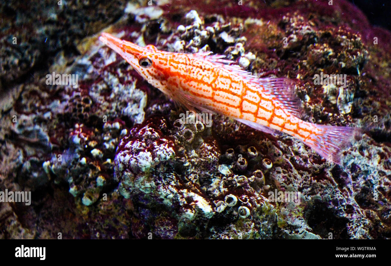 Close-up Of Longnose Hawkfish Over Coral In Aquarium Stock Photo