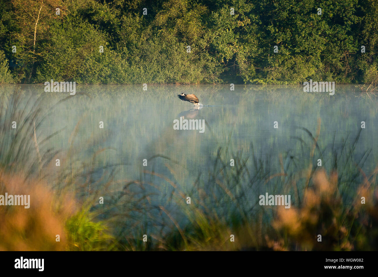 View Of Wild Bird Over Lake Stock Photo