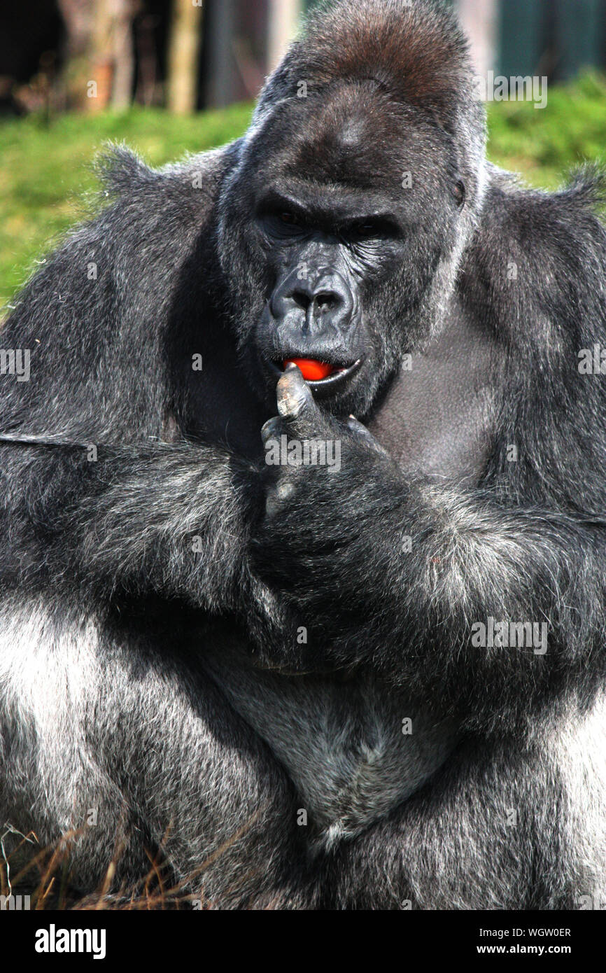 Gorilla eating hires stock photography and images Alamy