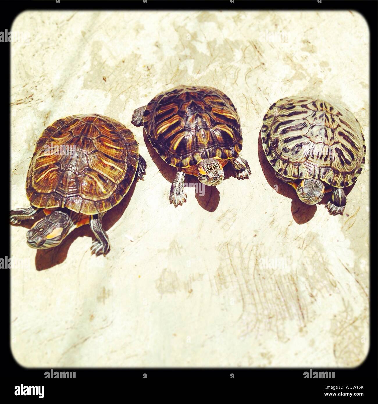Three pet hi-res stock photography and images - Alamy