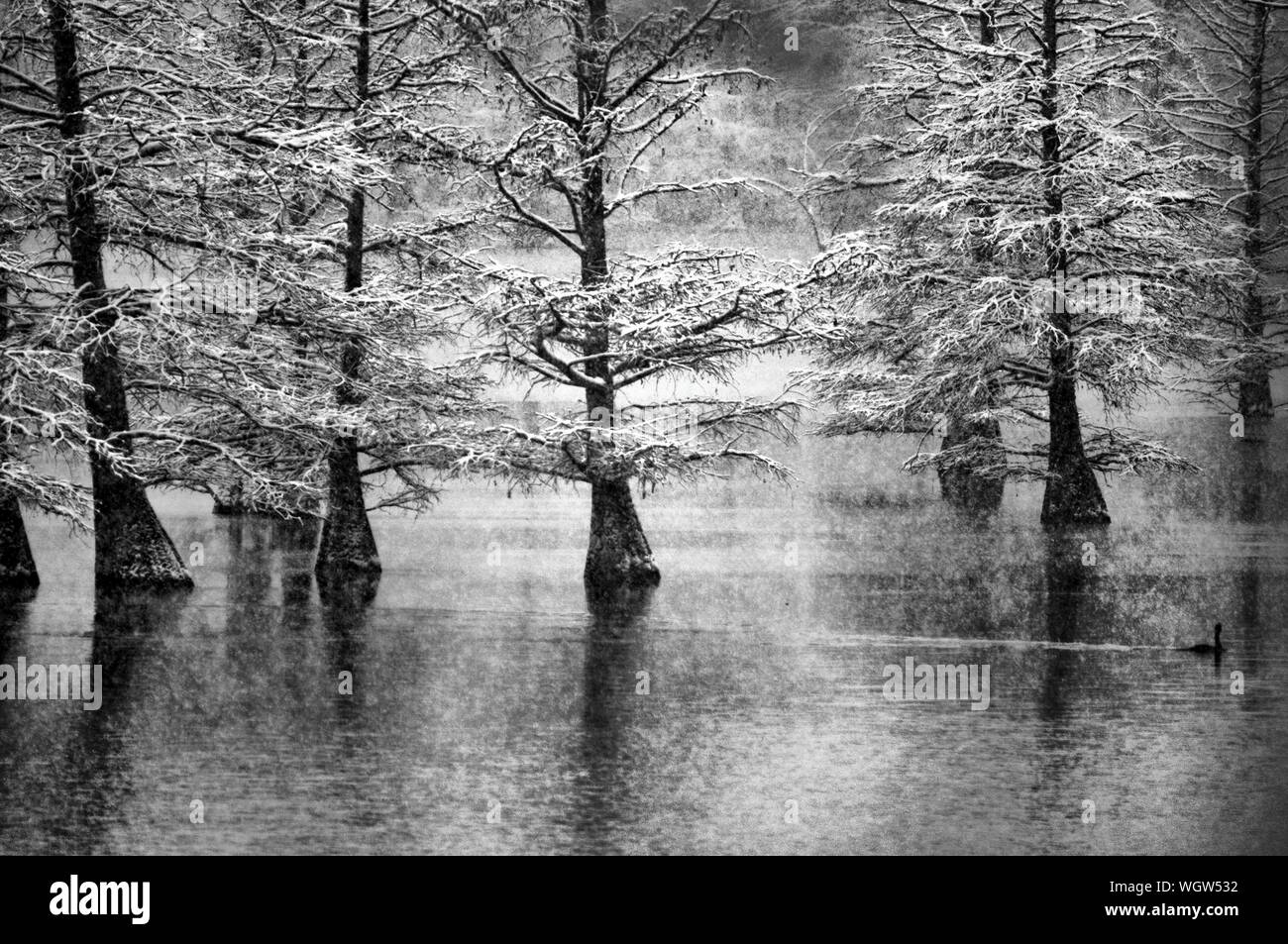 Cypress trees in swamp hi-res stock photography and images - Alamy