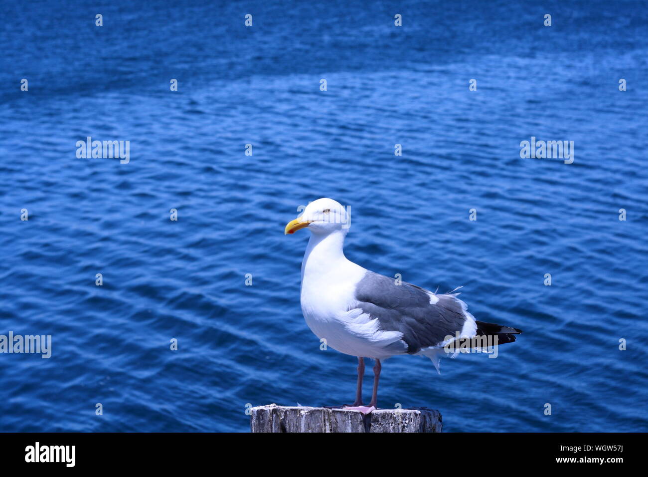 Seagull Perching On Wooden Post Against Sea Stock Photo