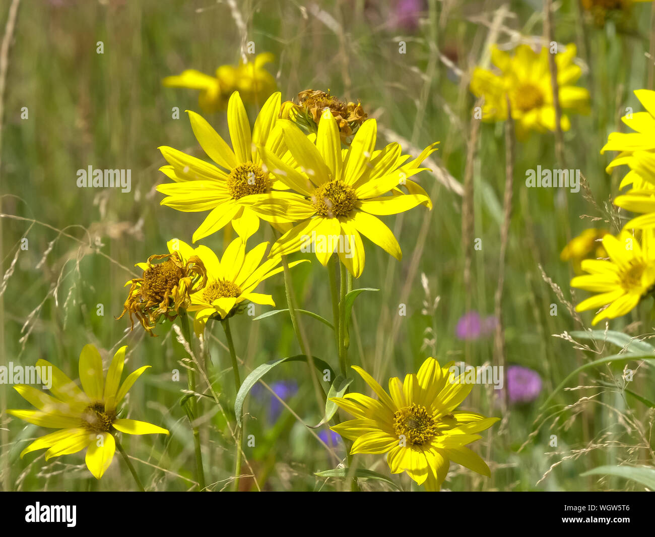 yellow arnica flowers in yellowstone national park Stock Photo