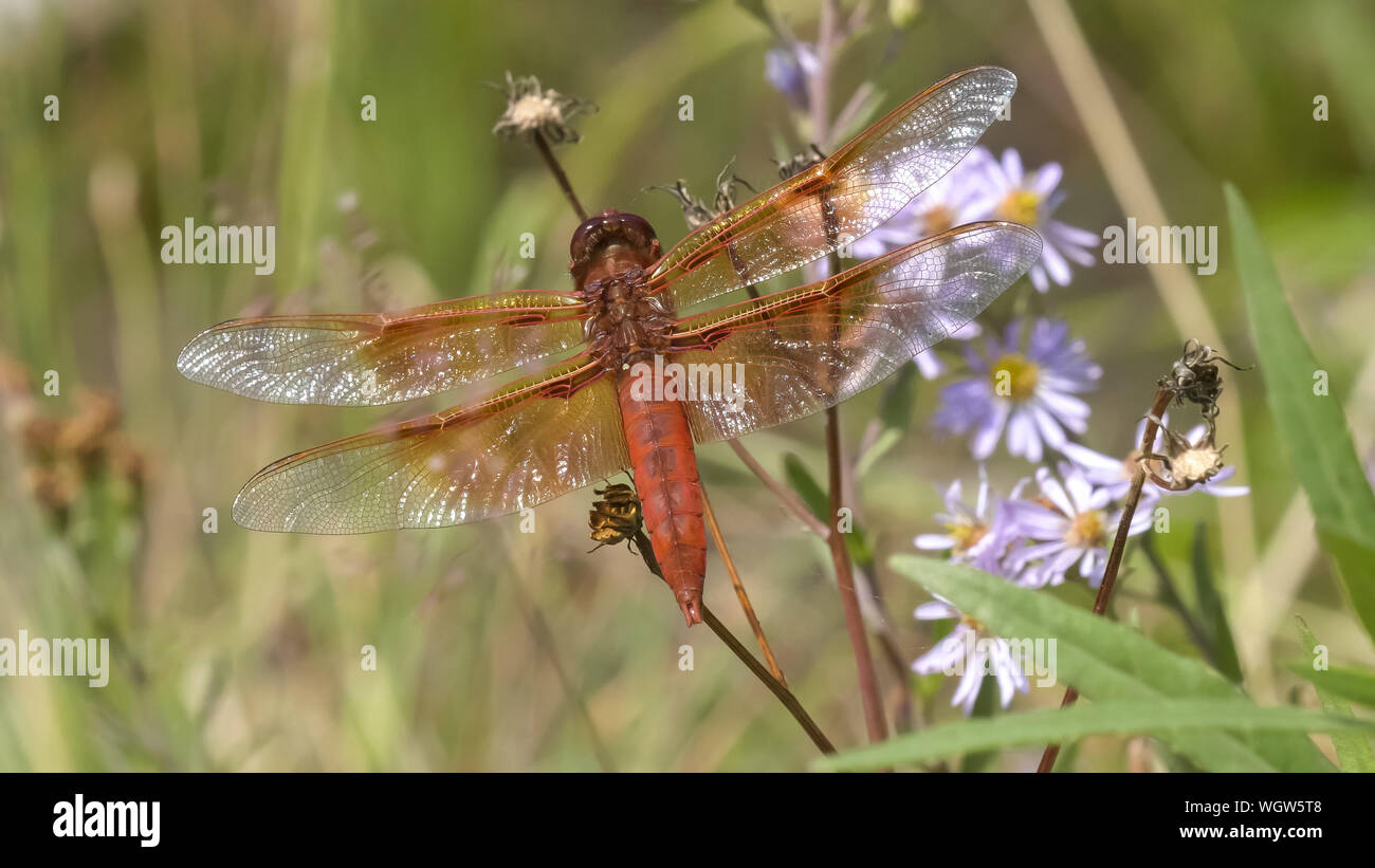 flame skimmer dragonfly in yellowstone national park Stock Photo