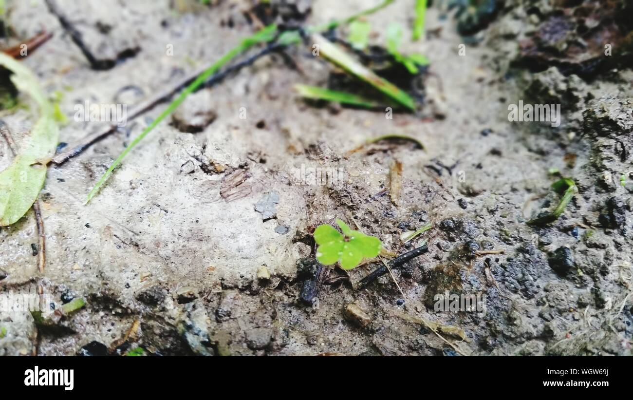 Mud plant hires stock photography and images Alamy