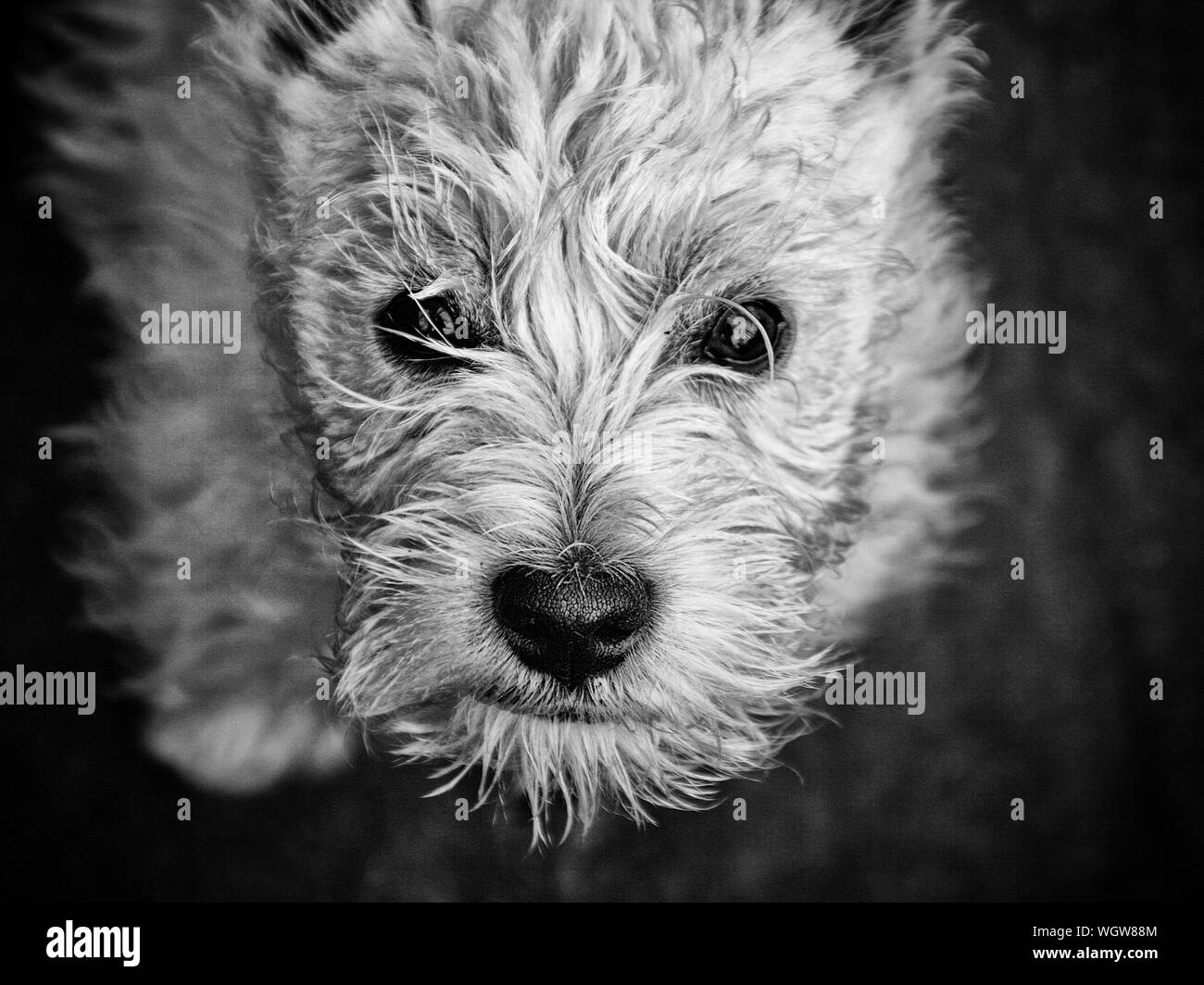 West Highland Terrier Black and White Stock Photos & Images Alamy — free download