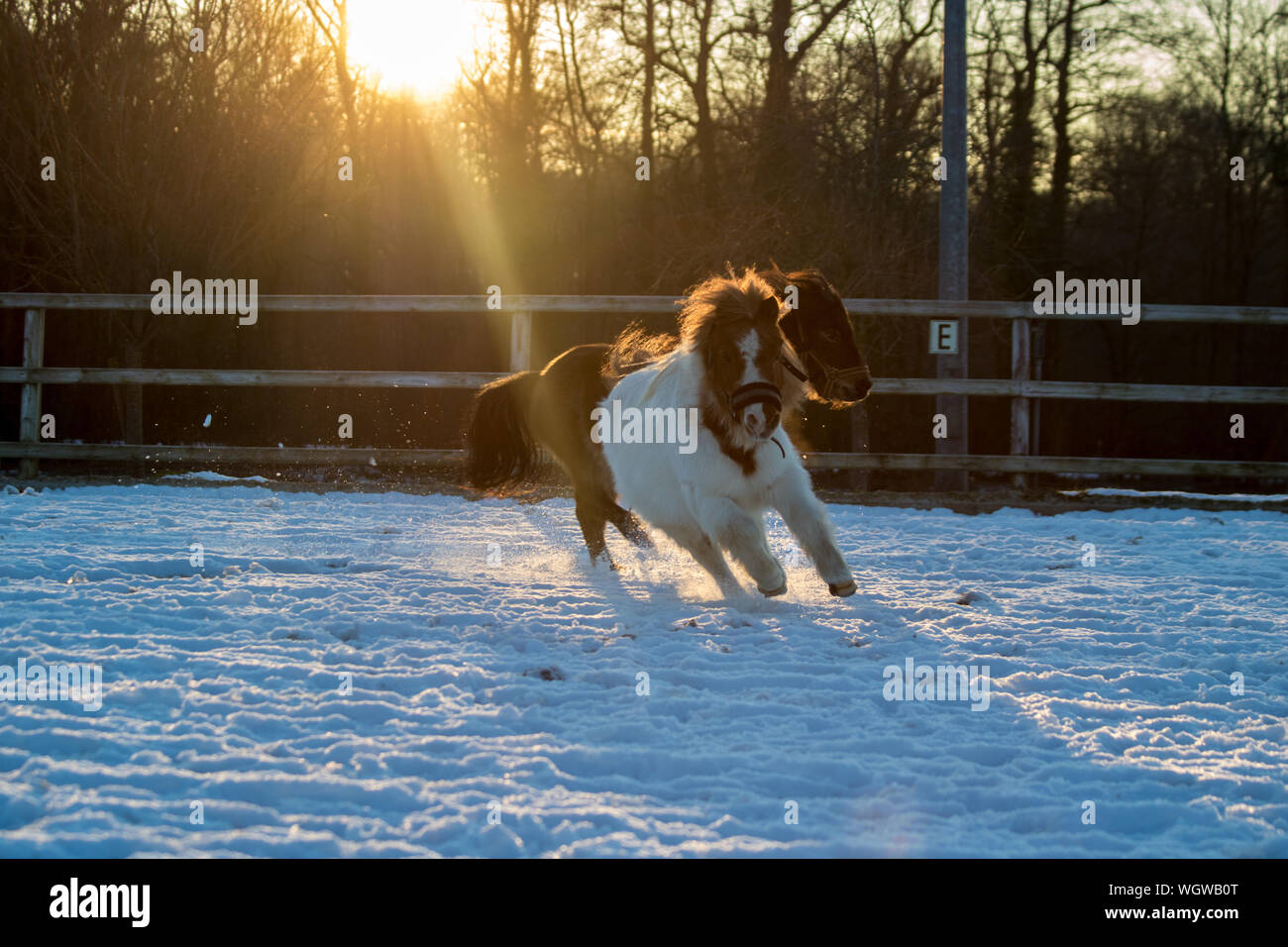 Animal themes horse running fence motion hires stock photography and