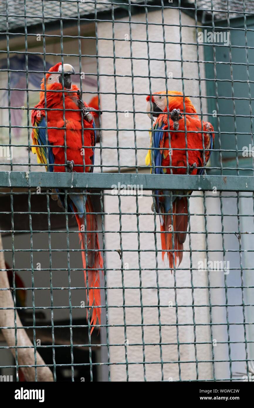 Macaw Cages - Custom Cages