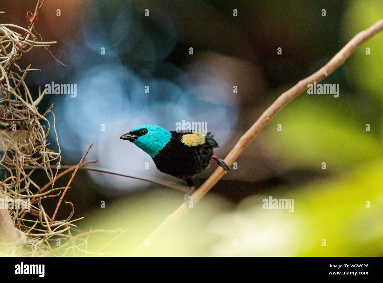 Close-up Of Bird Perching On Plant Stem Stock Photo