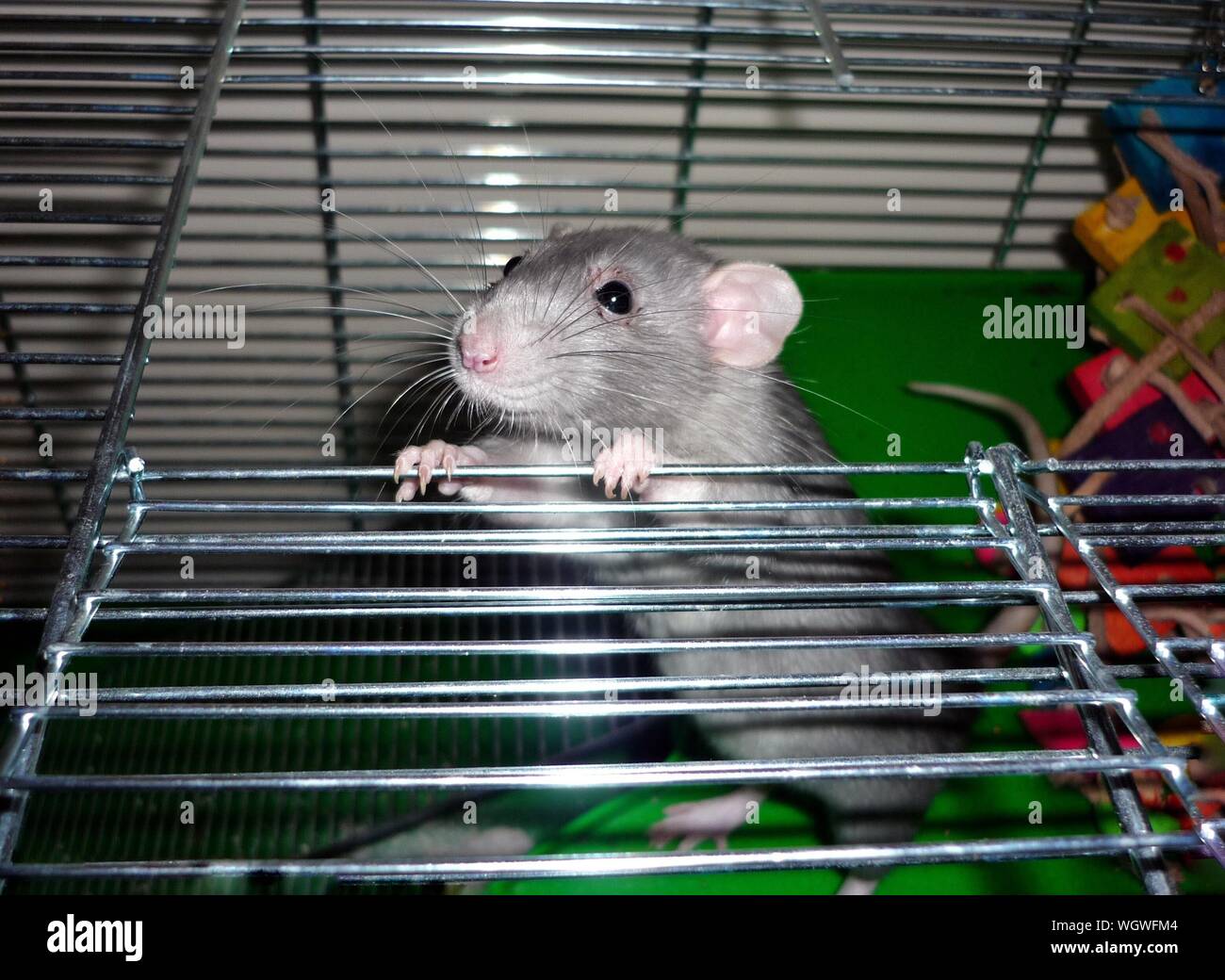 Rat in cage hires stock photography and images Alamy