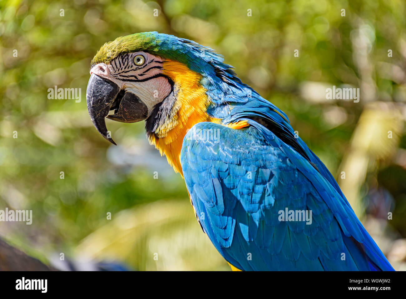 Macaw perched on a branch with vegetation of the Brazilian rainforest behind Stock Photo