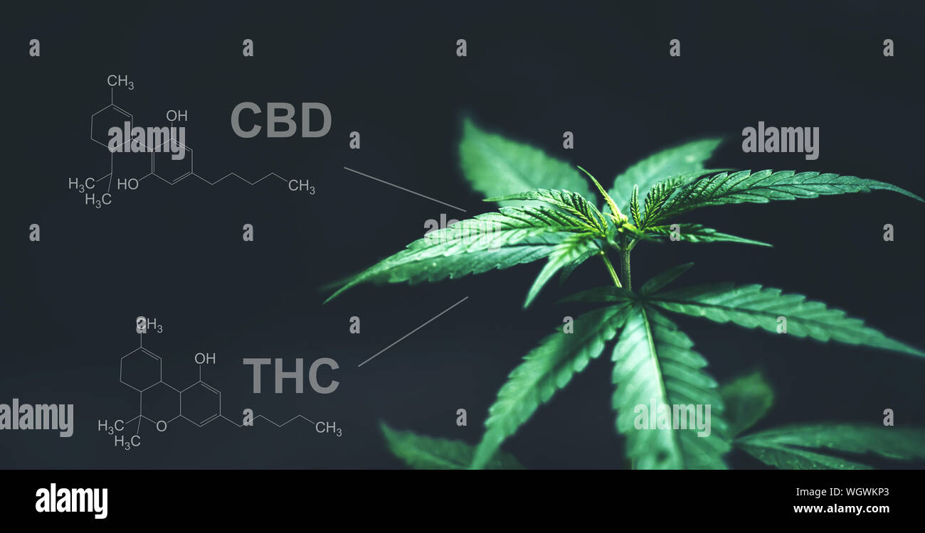 Marijuana leaves with cbd thc chemical structure Stock Photo