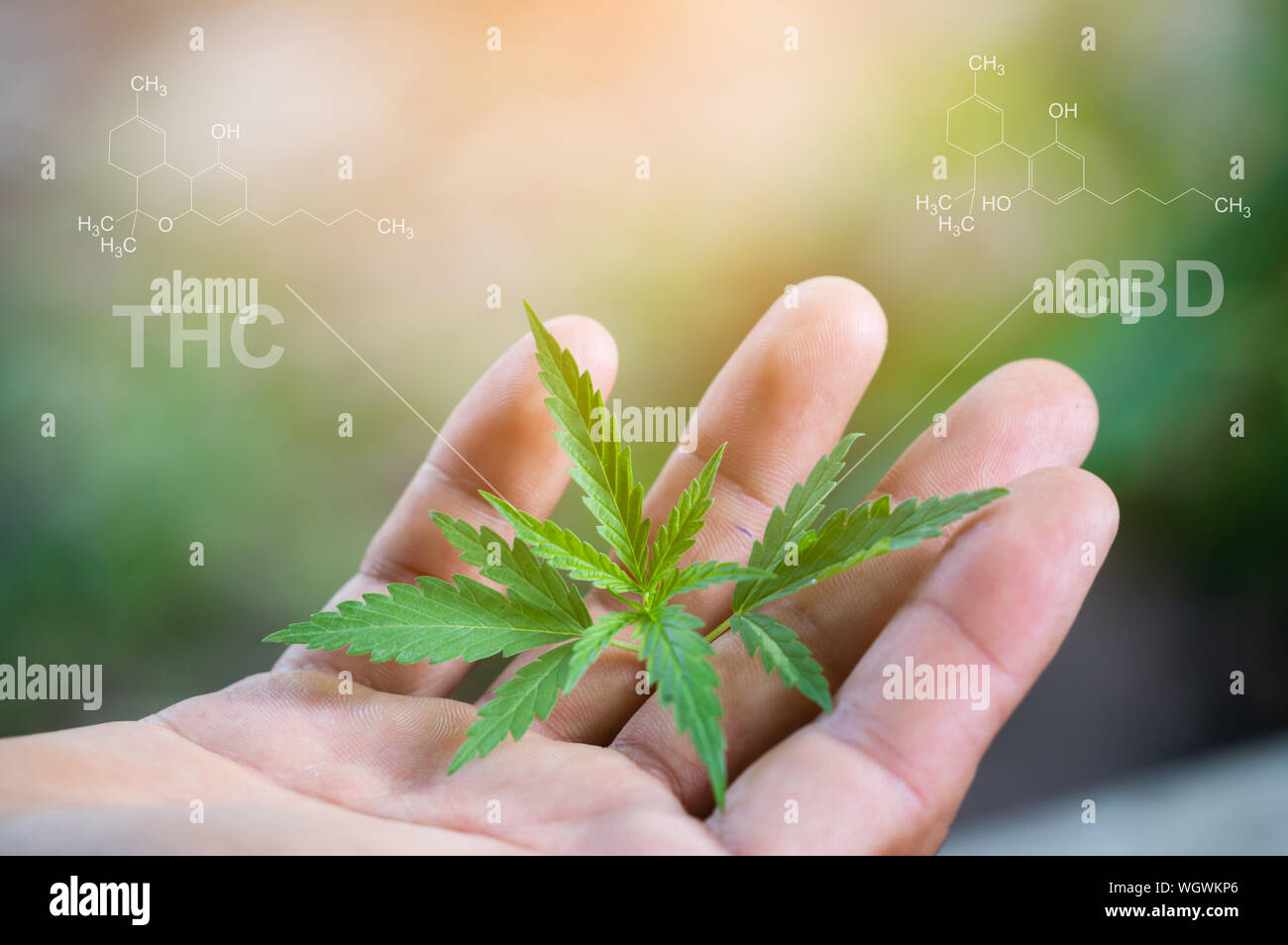 Hand holding marijuana leaf with cbd thc chemical structure Stock Photo
