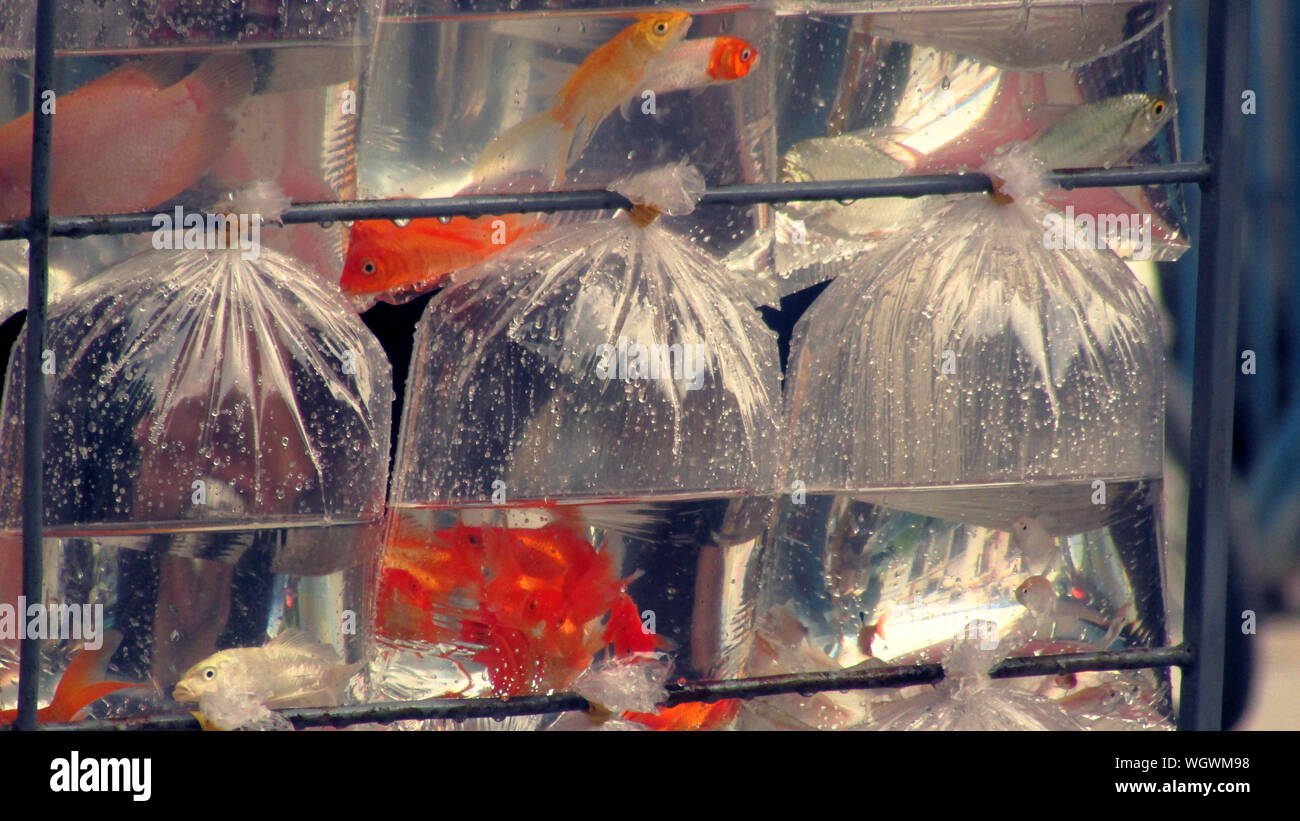 Plastic bag animal marine hires stock photography and images Alamy