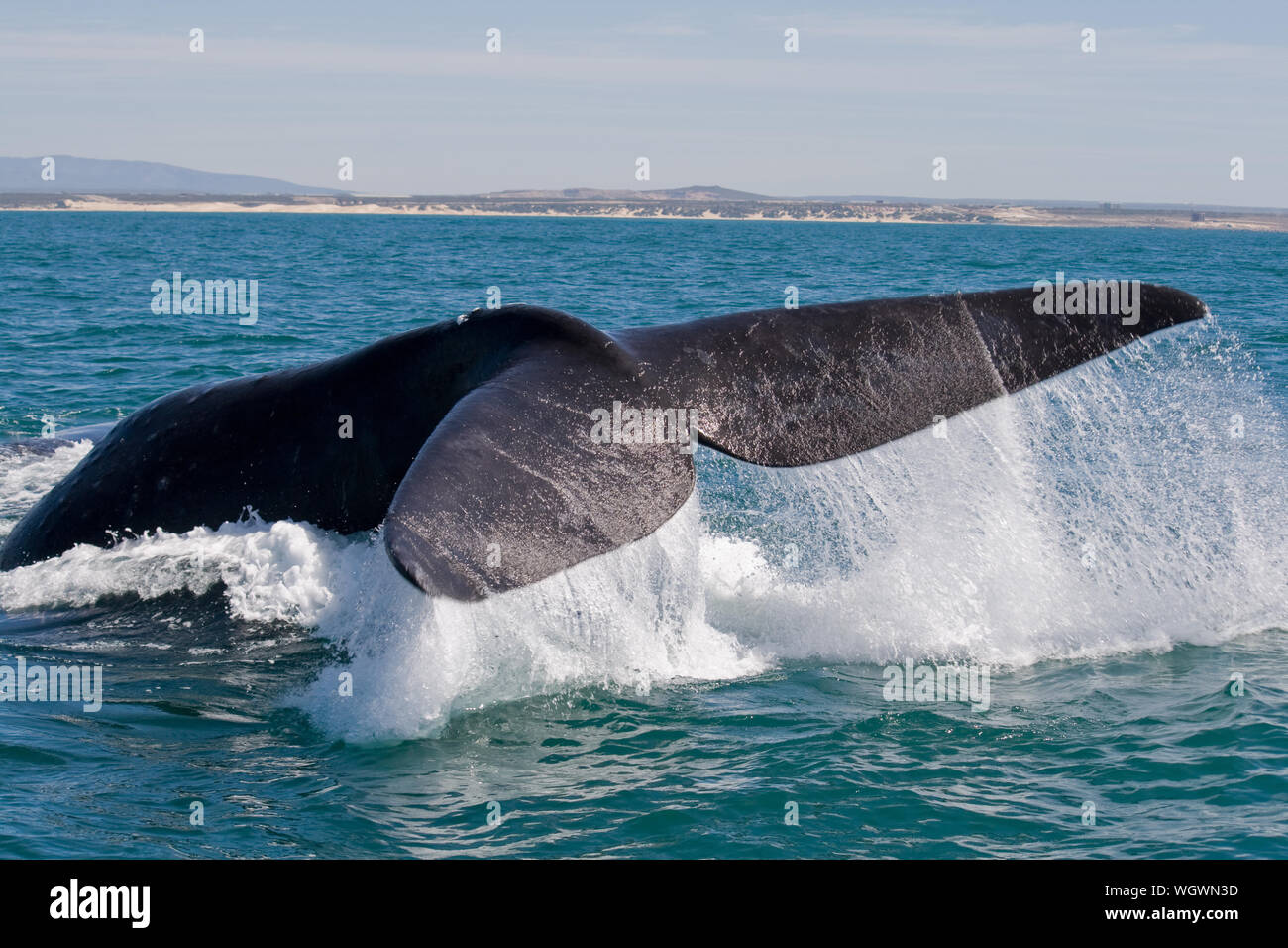 Whale fin hi-res stock photography and images - Alamy