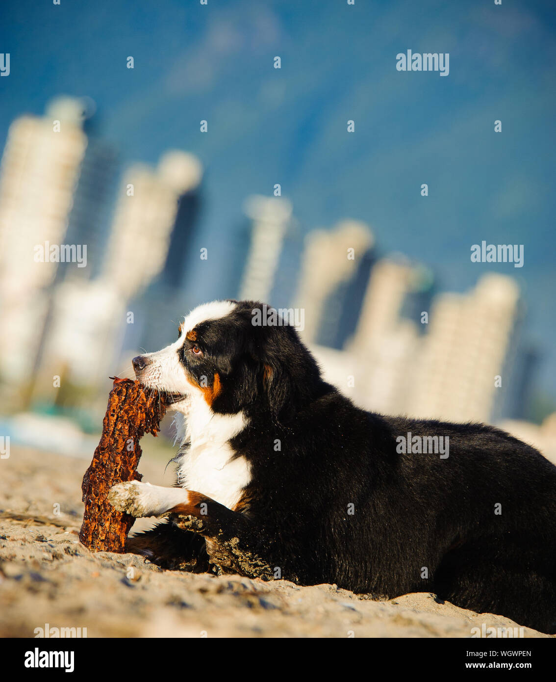 Biting down hires stock photography and images Alamy