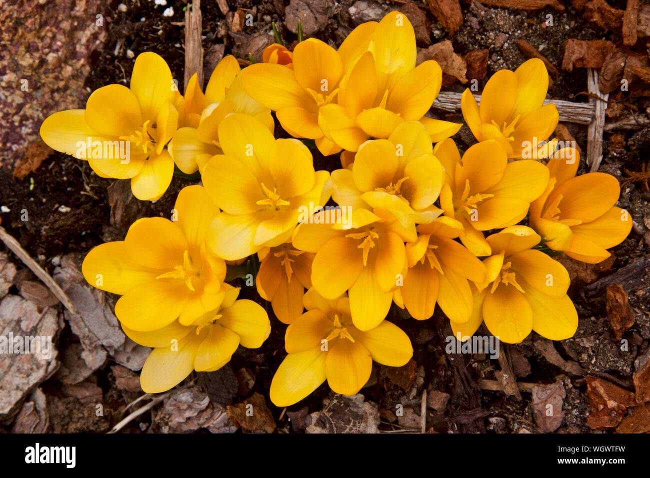Spring flowering Crocus chrysanthus 'Goldilocks' in full bloom. Stock Photo
