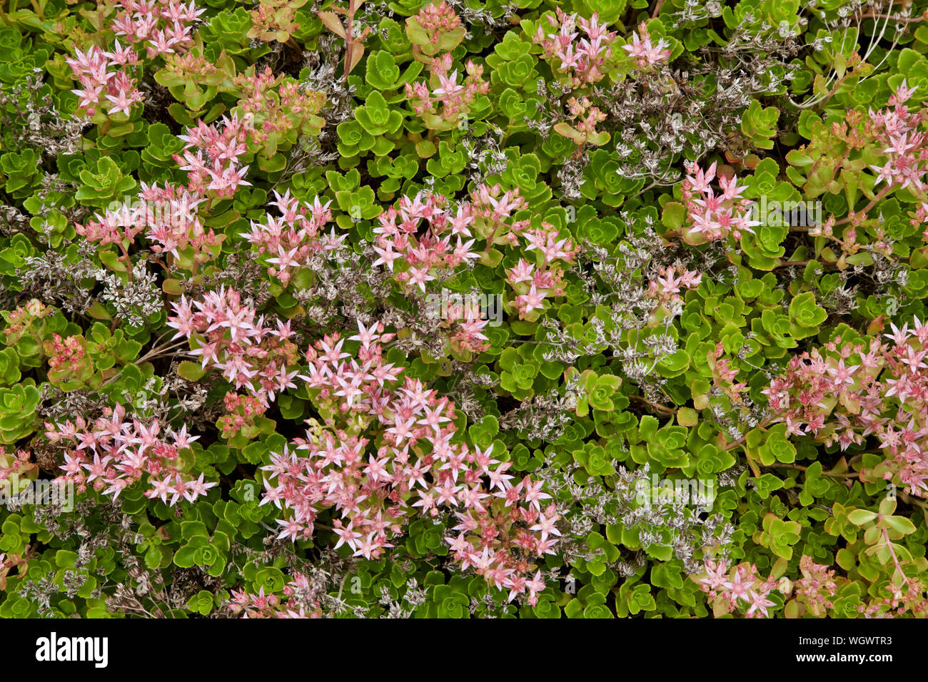 A top down view of Creeping Stonecrop sedum with pink flowers. Stock Photo