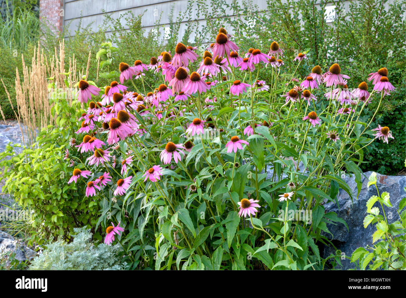 The entire plant of Purple Coneflower at full bloom in a garden setting radiates its beauty in late afternoon soft light. Stock Photo