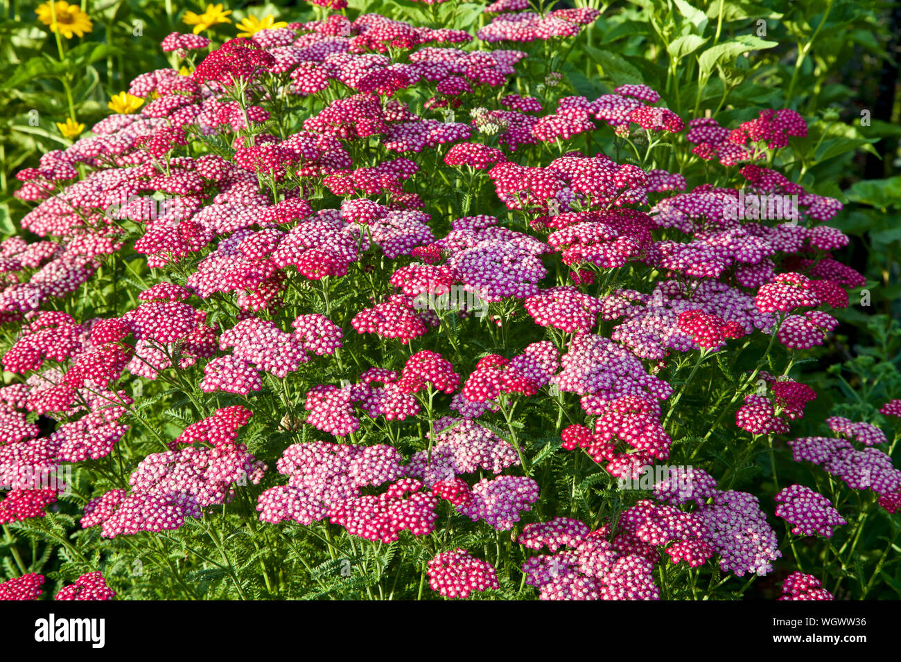 Paprika Yarrow blossoms at their peak. Stock Photo