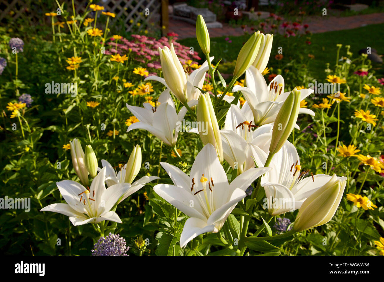White Asiatic Lillies in full bloom in a garden setting. Stock Photo