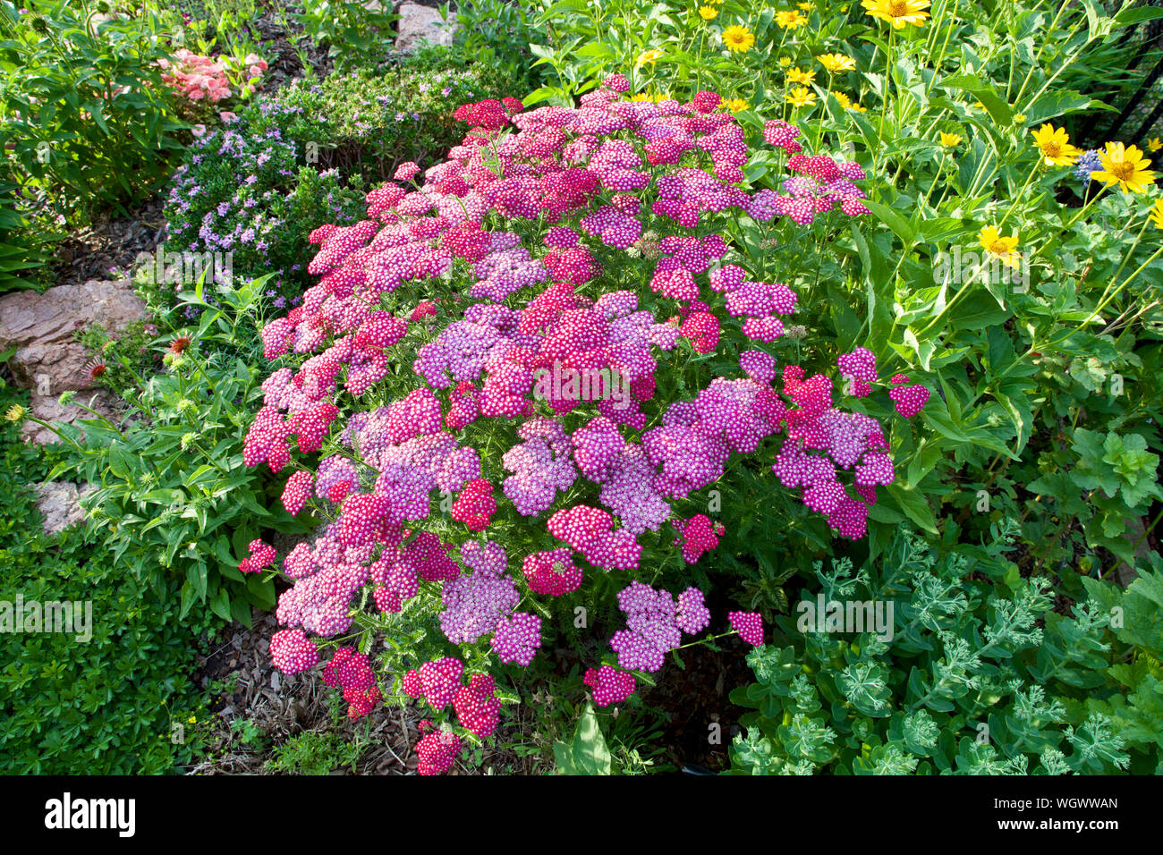 Paprika Yarrow at full bloom in a garden setting Stock Photo Alamy