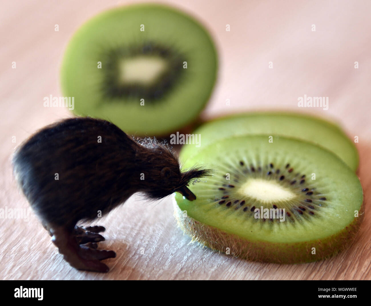 Kiwi Animal High Resolution Stock Photography And Images Alamy