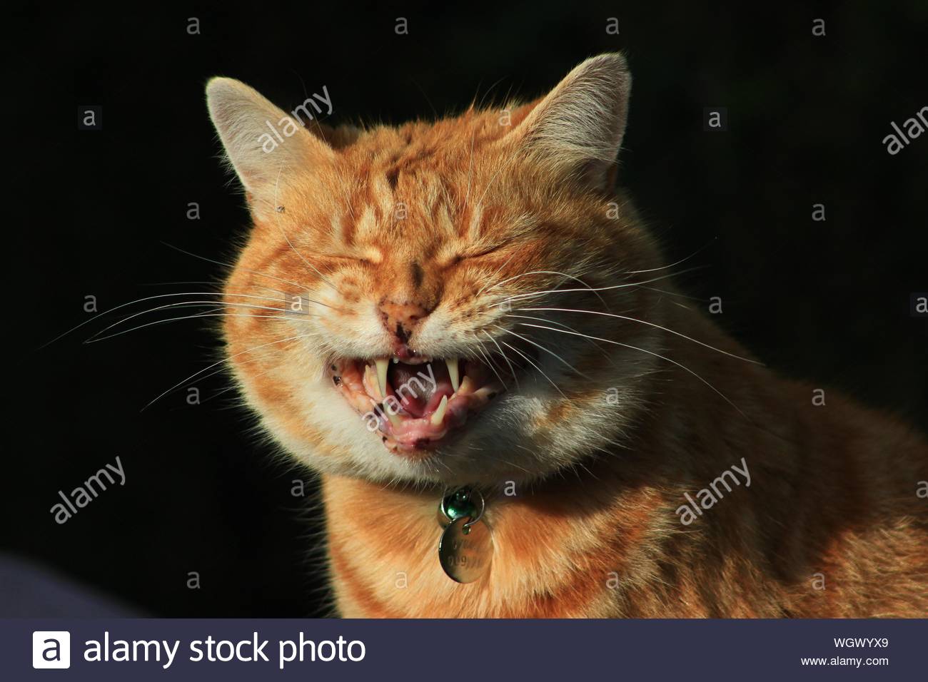 Реакция улыбающихся тварей. Кот смеется. Котик улыбается. Рыжий кот ржет. Рыжий кот улыбается.