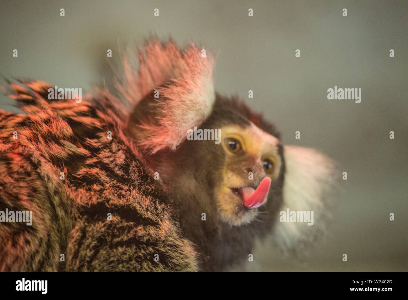 Monkey sticking out tongue hires stock photography and images Alamy