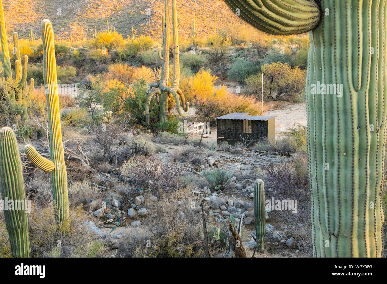 Photo blinds, Marana, near Tucson, Arizona. Stock Photo