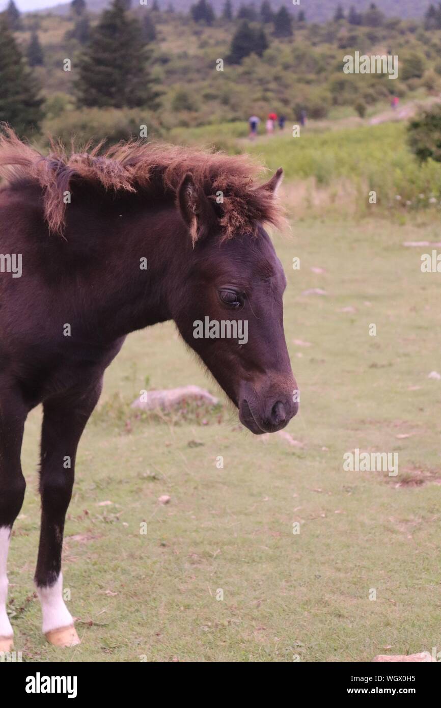 A wild pony at Grayson Highlands State Park, Mouth of Wilson, Virginia Stock Photo