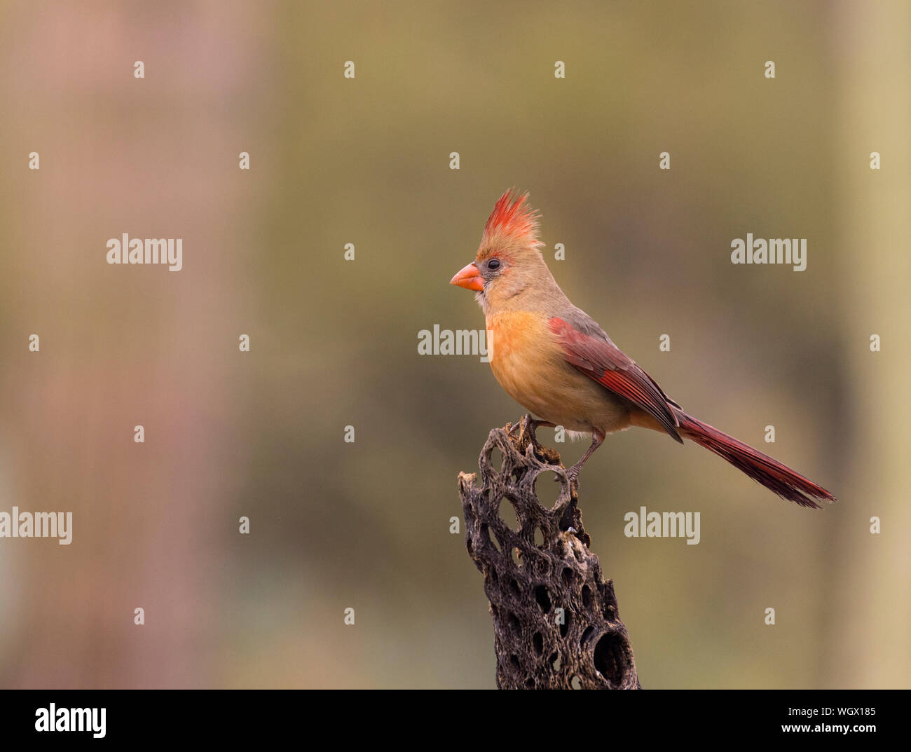 Female Northern Cardinal, Tortolita Mountains, Marana, near Tucson, Arizona. Stock Photo