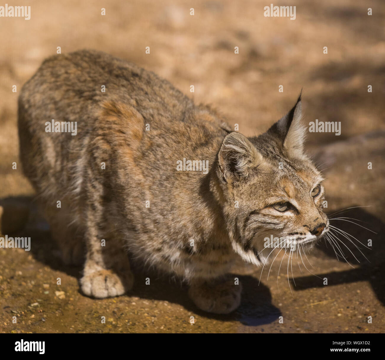 Bobcat in the Tortolita Mountains, Marana, near Tucson, Arizona. Stock Photo