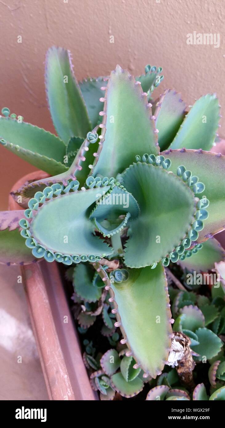 Bryophyllum hires stock photography and images Alamy